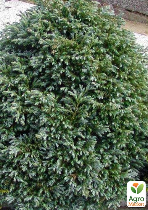 

Кипарисовик горохоплодный Bolevard (контейнер Р9, высота 10-15см)