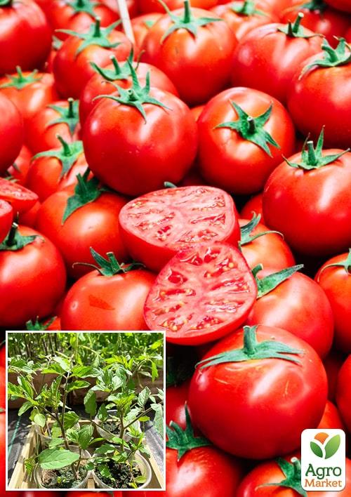 

Розсада Томат «Волгоградський 5/95» (фермерське вирощування), 1шт в упаковці