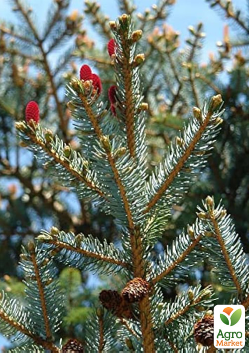 

Ель 3-х летняя аянская Jezo Spruce С3, высота 20-25см