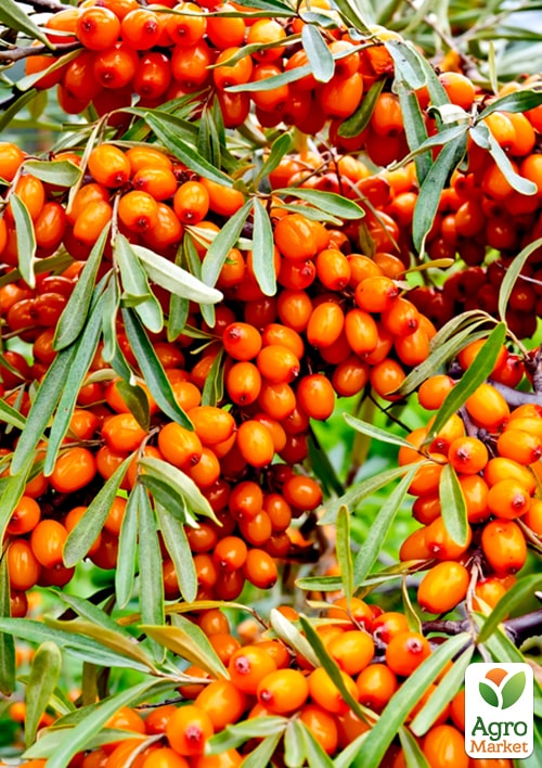 

Эксклюзив! Облепиха крушиновидная Сладкие (Sweet) (премиальные сорта мальчик+девочка) комплект