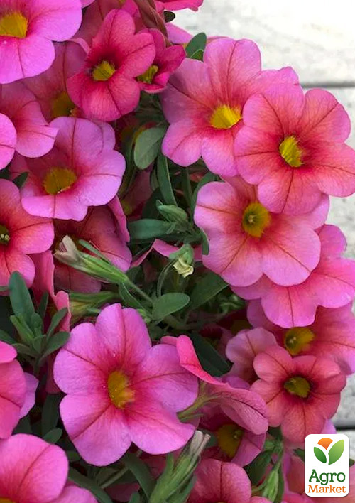 

Калибрахоа PortuCal Patio Pink