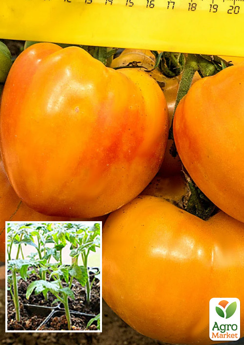 

Рассада Томат биколор «Сокровище Инков» (фермерское взращивание), 1шт в упаковке