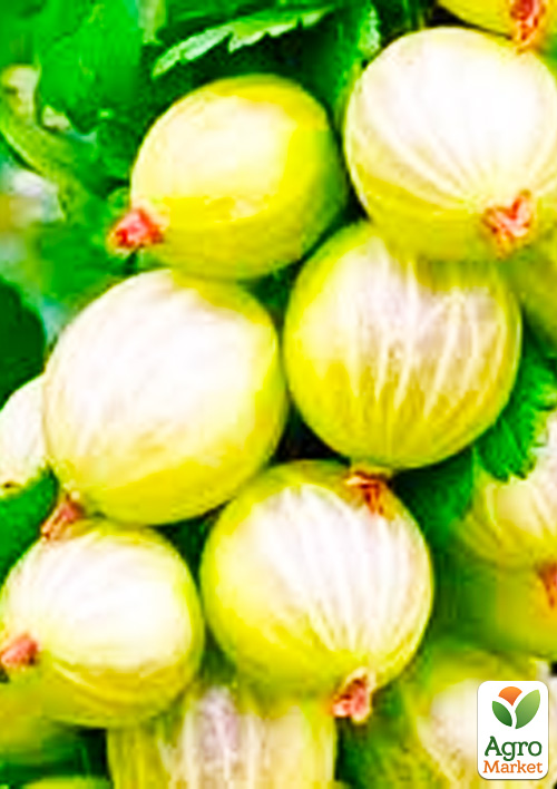 

Аґрус Медовий (середній термін дозрівання, має дуже солодкі, великі ягоди)