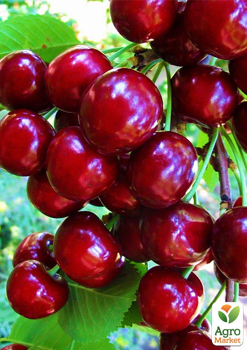 

Черешня пірамідальна великоплідна