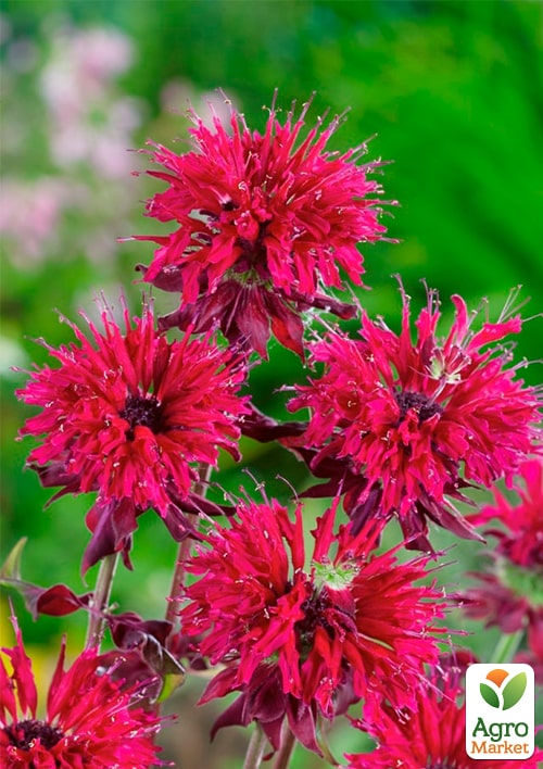 

Бергамот (Монарда) Kardinal