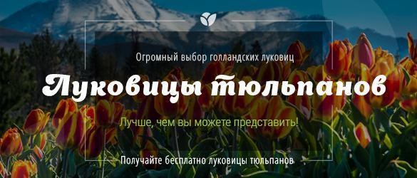 Головокружительные тюльпаны с подарком для Вас! Головокружительные тюльпаны с подарком для Вас!