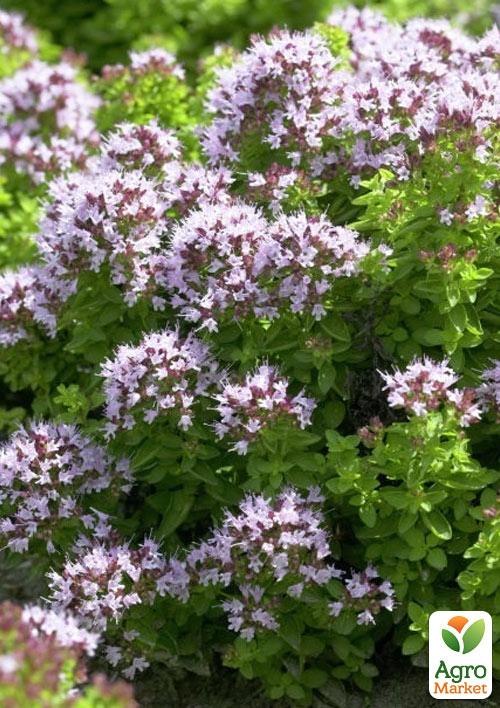 

Душица обыкновенная (орегано) Компактум