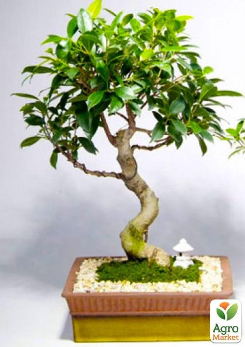 

Бонсай "Ficus Natasja"