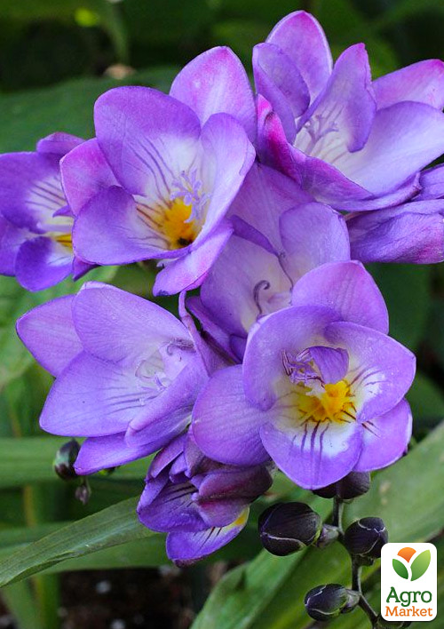 

Фрезія проста Blue 5шт в упаковці