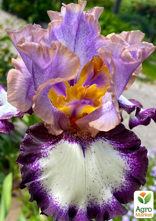 

Ирис бородатый крупноцветковый Respect