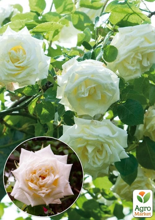 

Роза плетистая Lemon Pillar