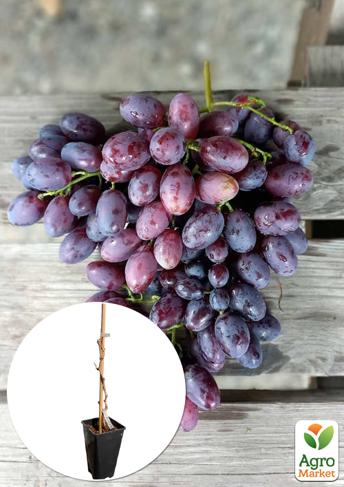 

Виноград десертний Каталонія (вкорінений саджанець в контейнері)