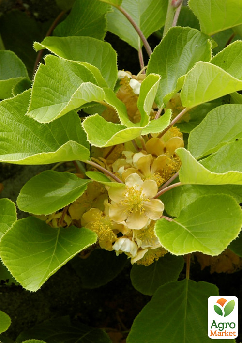 

Актинідія 3-х річна делікатесна запилювач Atlas С4, висота 85-110см