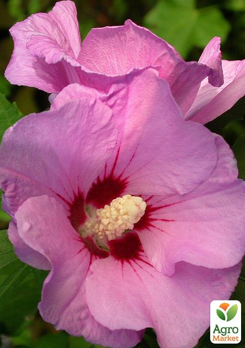 

Гібіскус сирійський рожевий Майка (Maike)