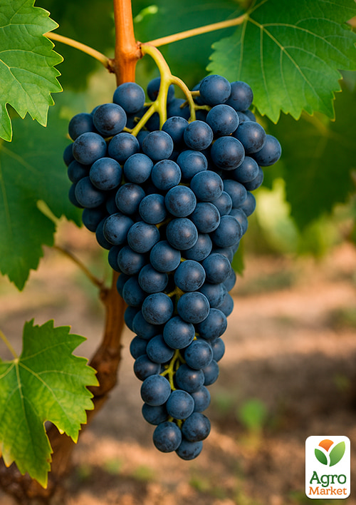 

Виноград Аттика (кишмиш, ранній термін дозрівання)