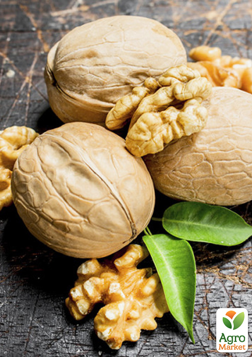 

Грецкий орех привитой Kostyuzhenskiy высота 50-80см (болезнеустойчивый, высокоурожайный, морозостойкий)