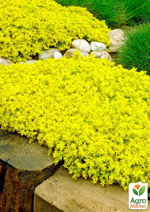 

Очиток Желтая королева (Sedum acre Yellow Queen)