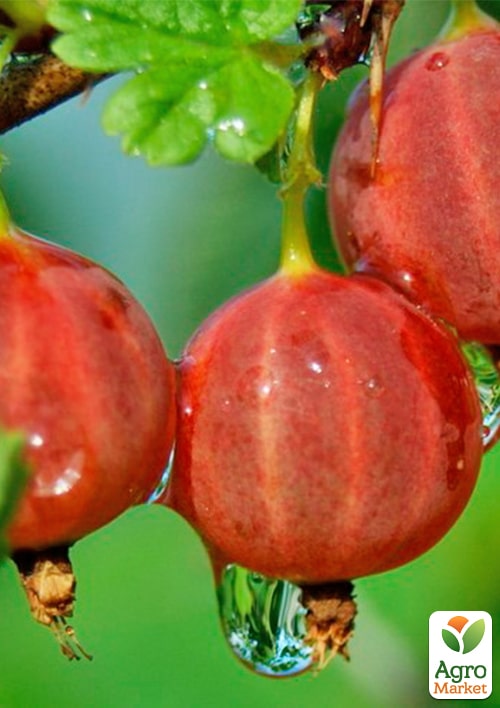 

Агрус Садко (середньо-ранній термін дозрівання)