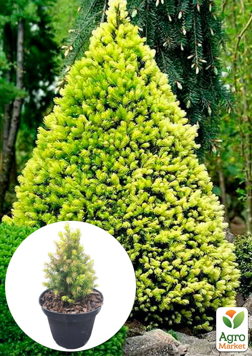 

Ель 2-х летняя канадская белая Rainbows End вазон С1,5 высота 15-20см