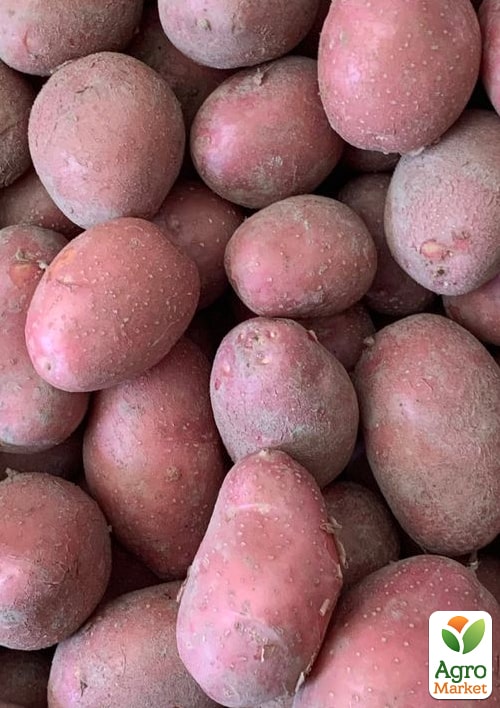 

Картофель Алюетт семенной ранний (1 репродукция) 1кг