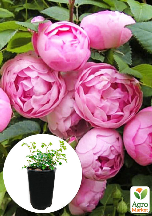 

Роза в контейнере полиантовая Morsdag Pink (саженец класса АА+)