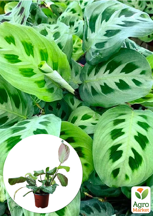 

Маранта Leuconeura