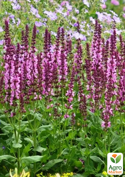 

Шалфей Дубравный Sensation Medium Pink