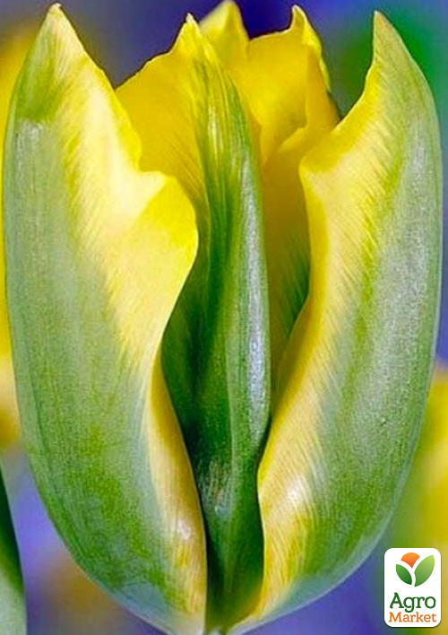 

Тюльпан Formosa (лилиецветный)