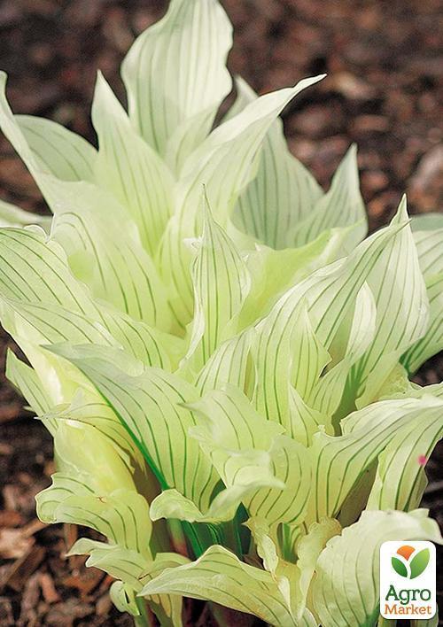 

Хоста White Feather