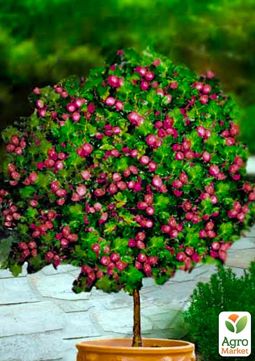 

Агрус на штамбі Каптіватор (Captivator) (середнього терміну дозрівання сорт)