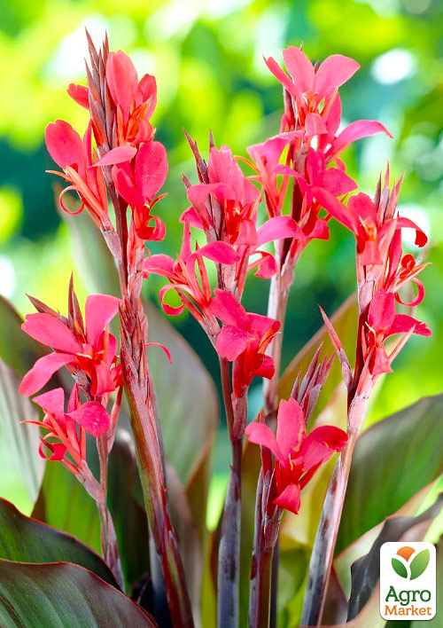 

Канна Темнолистная Red Stripe