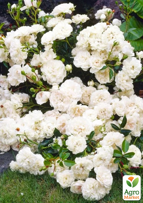 

Роза почвопокровная White Meidiland в контейнере, высший сорт