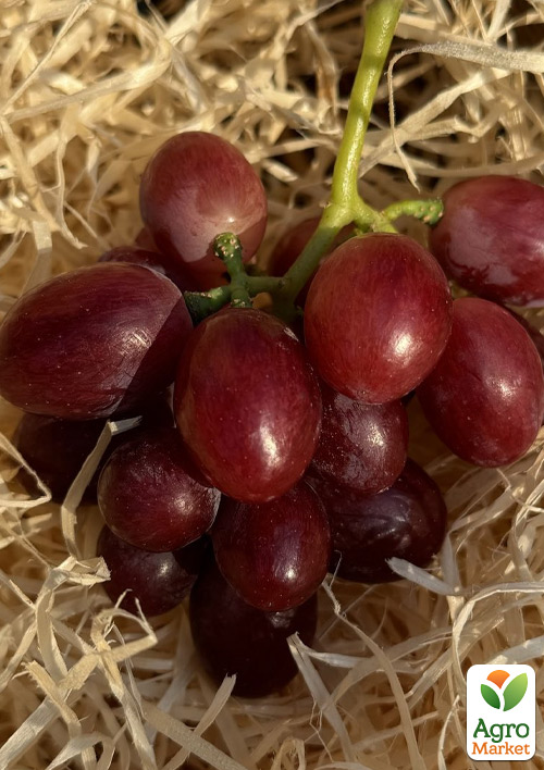 

Виноград кишмиш Червона Калина (ранняя, крупная, сладкая,ягода селекции США)