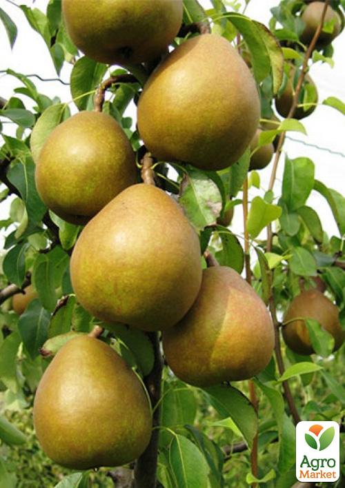 

Груша Анжеліс (зимовий сорт, пізній термін дозрівання)