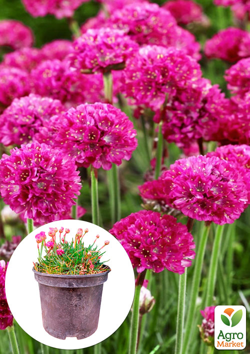 

Армерія малинова Bees Ruby (вазон С1,5)