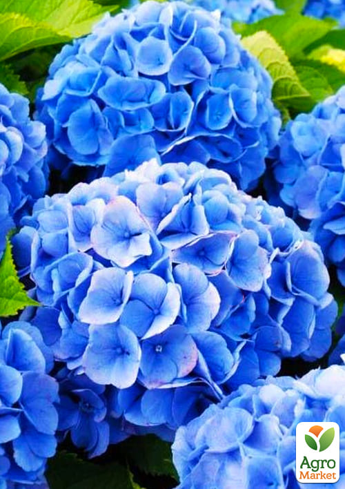 

Эксклюзив! Гортензия крупнолистная насыщенно-синяя Космическое притяжение (Cosmic attraction) (премиальный, болезнеустойчивый, морозостойкий сорт)