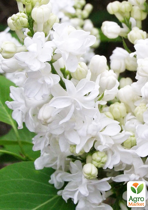 

Сирень белая махровая Мисс Элен Вилмонт