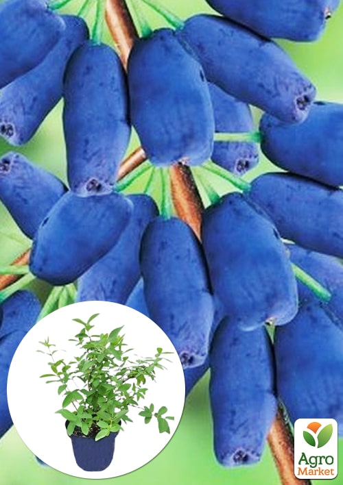 

Жимолість 2х-річна «Войтек» (Lonicera kamtschatica Wojtek) (великоплідний, ранній сорт) С3