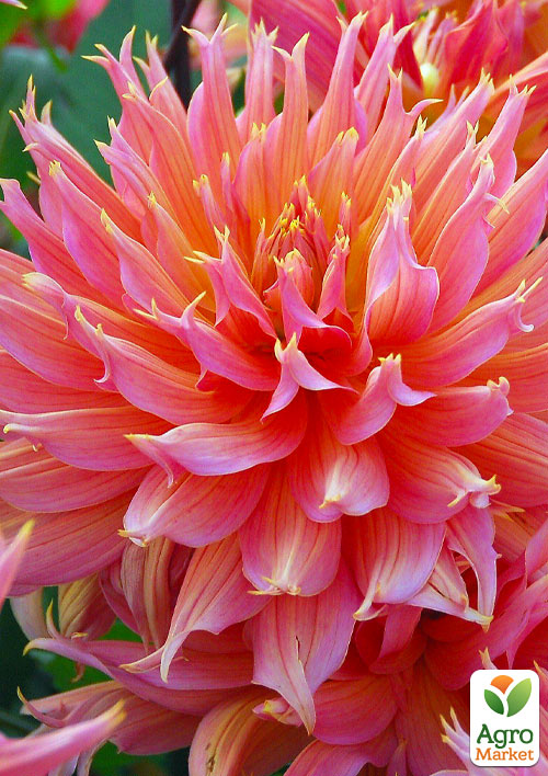 

Жоржина Omega (гігантська квітка)