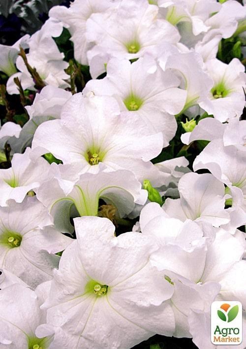 

Сурфінія Pegasus White (контейнер № 10, висота 10-15 см)