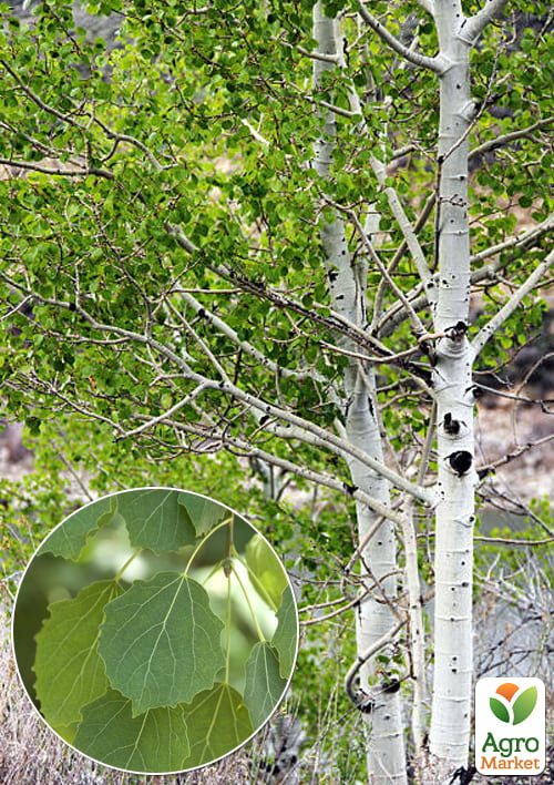 

Осина обыкновенная, высота 80-120см