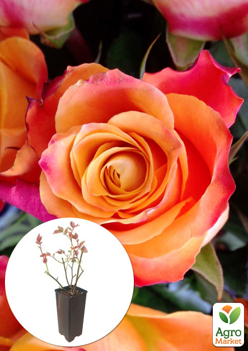 

Троянда чайно-гібридна Cherry Brandy у контейнері, вищий сорт