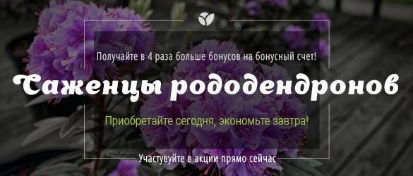 Поспешите! Только 10 дней приобретая саженцы рододендронов, Вы получаете в 4 раза больше бонусов на свой бонусный счет! Поспешите! Только 10 дней приобретая саженцы рододендронов, Вы получаете в 4 раза больше бонусов на свой бонусный счет!