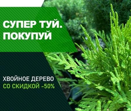 Акция! Туя со скидкой -50% Акция! Туя со скидкой -50%