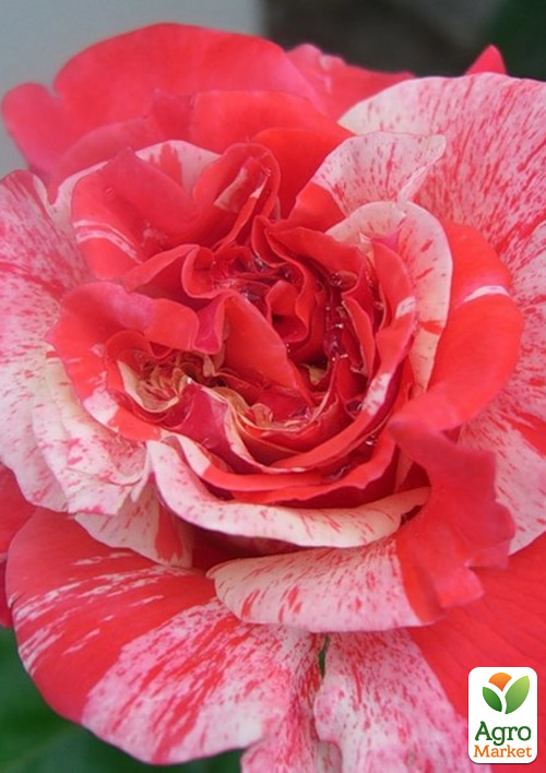 

Троянда чайно-гібридна «Філателія» (саджанець класу АА+) найвищий сорт