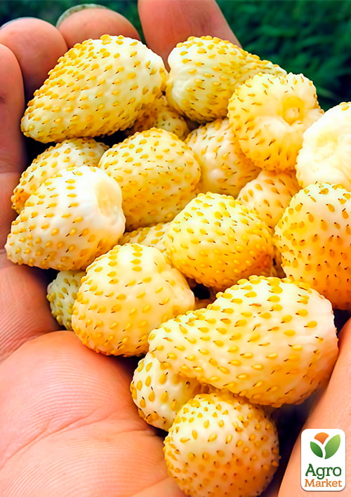 

Земляника крупноплодная Желтое чудо ремонтантная в подвесном вазоне