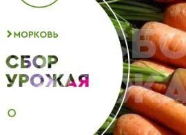 Когда убирать морковь