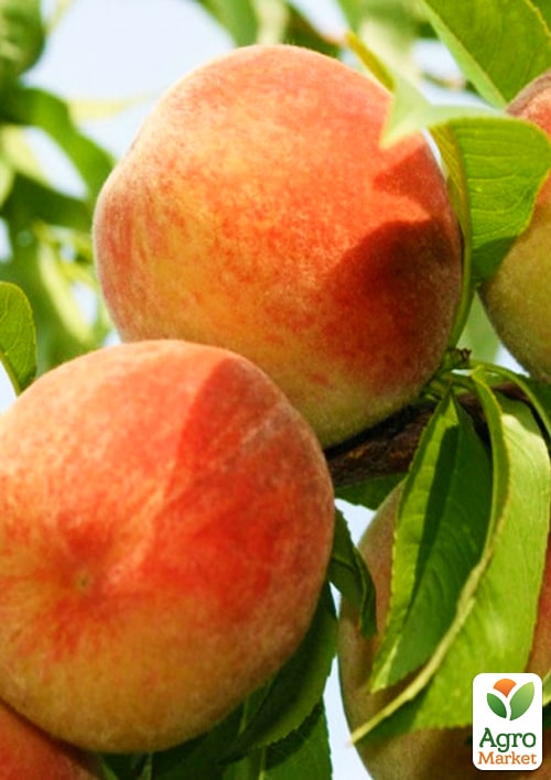 

Персик Вардені (літній сорт, дуже ранній термін дозрівання)