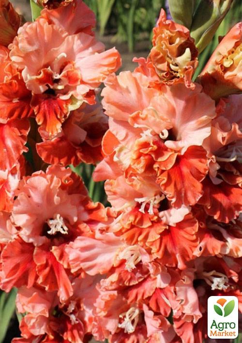 

Гладіолус Rik`s Frizzle 3шт