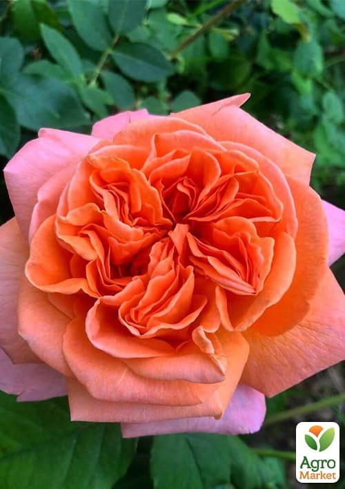 

Ексклюзив! Троянда яскраво-помаранчева чайно-гібридна Золотий світанок (Golden dawn) (преміальний, довгоквітучий, ароматний сорт)